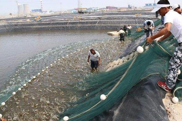 養(yǎng)蝦的利潤