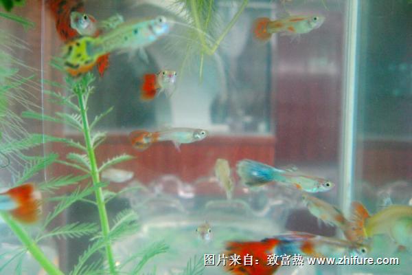 孔雀魚價(jià)格多少錢一條？