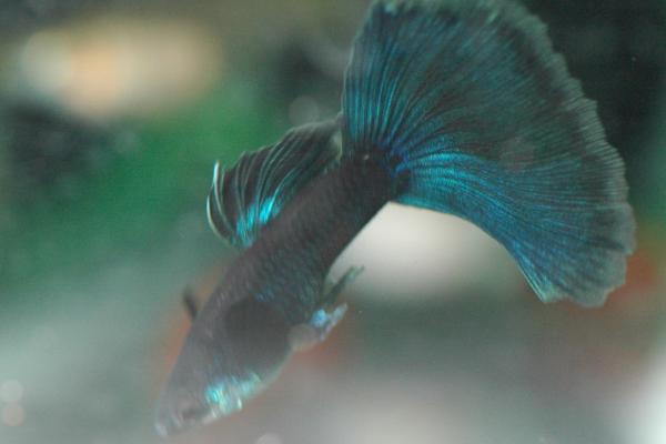 孔雀魚價格多少錢一條？