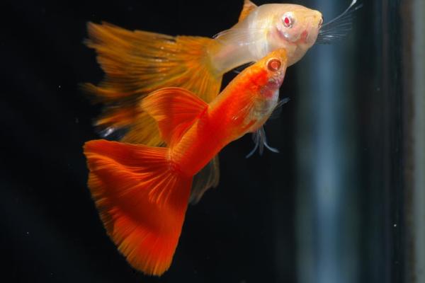 孔雀魚價格多少錢一條？