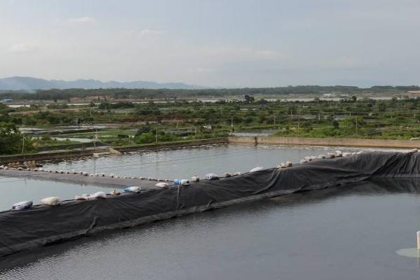 養(yǎng)蝦的利潤