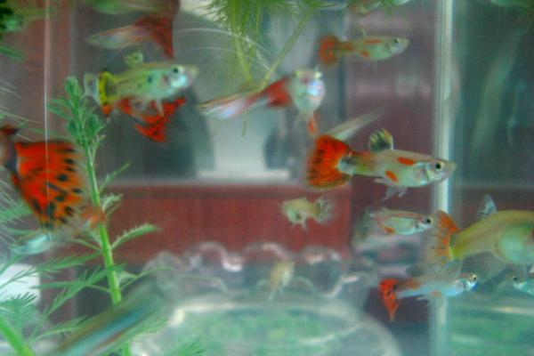 孔雀魚價格多少錢一條？