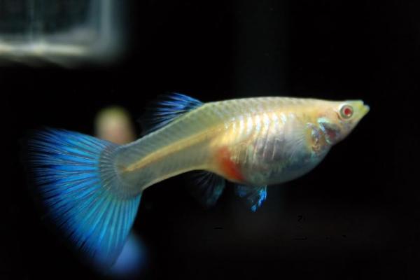 孔雀魚價格多少錢一條？