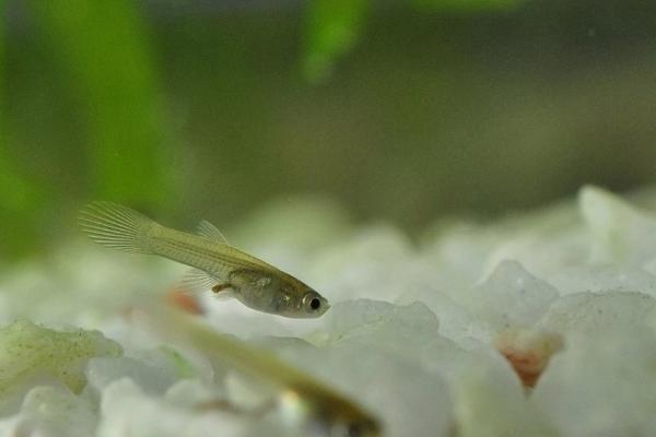 孔雀魚價格多少錢一條？