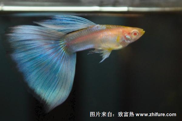 孔雀魚怎么養(yǎng)不容易死？
