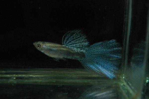 孔雀魚怎么養(yǎng)不容易死？