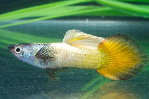 孔雀魚怎么養(yǎng)不容易死？