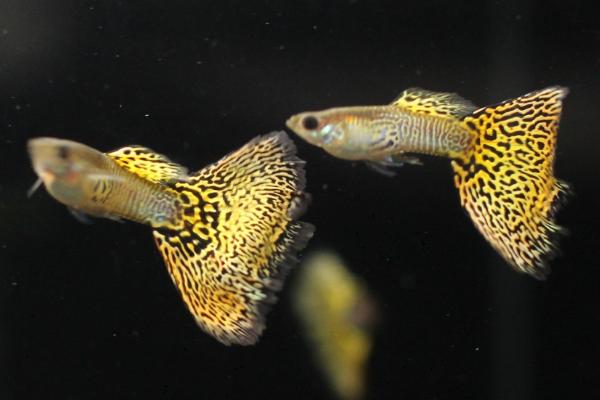 孔雀魚怎么養(yǎng)不容易死？