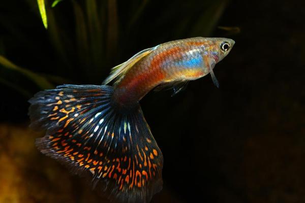 孔雀魚怎么養(yǎng)不容易死？