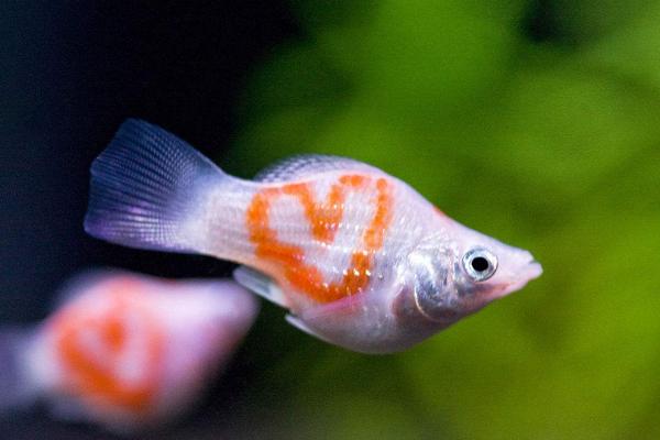 孔雀魚怎么養(yǎng)不容易死？