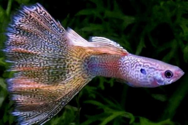 孔雀魚怎么養(yǎng)不容易死？