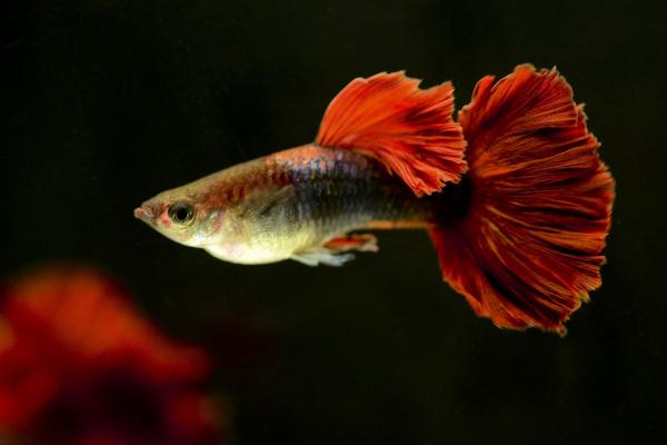 孔雀魚怎么養(yǎng)不容易死？