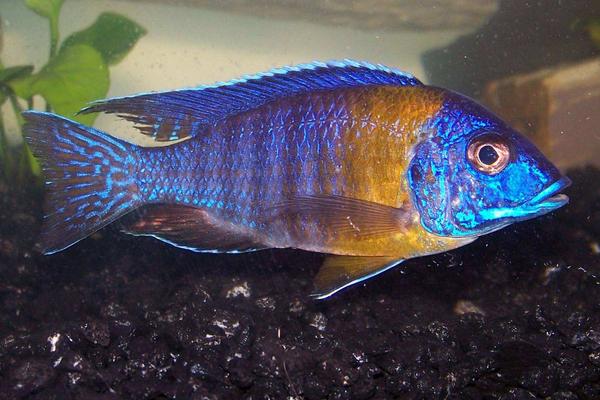 孔雀魚怎么養(yǎng)不容易死？