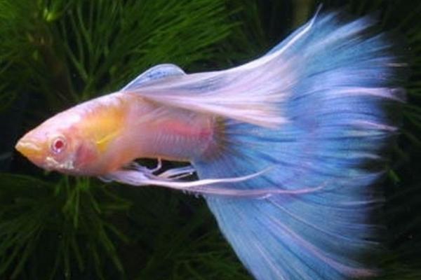 孔雀魚怎么養(yǎng)不容易死？