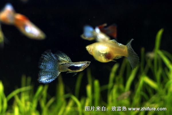 孔雀魚幾天喂一次？