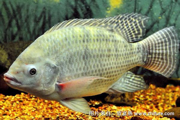 羅非魚怎么做好吃？