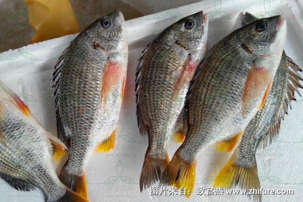 羅非魚(yú)圖片大全