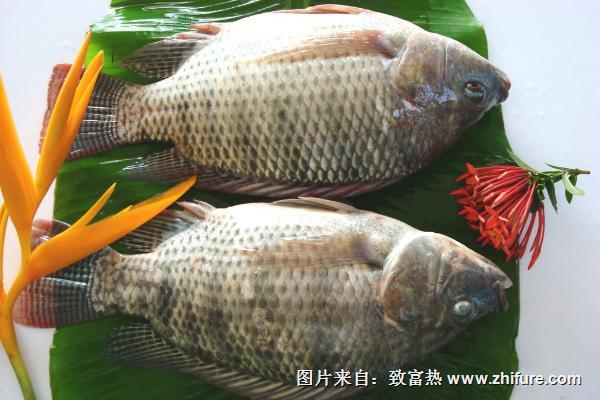 羅非魚市場價格多少錢一斤？