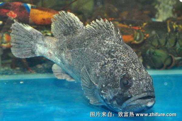 石斑魚圖片大全