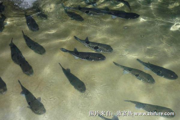 淡水石斑魚養殖技術