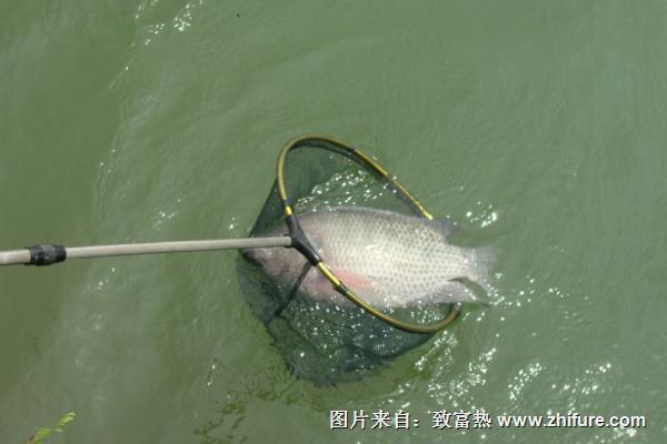 釣羅非魚用什么餌料？