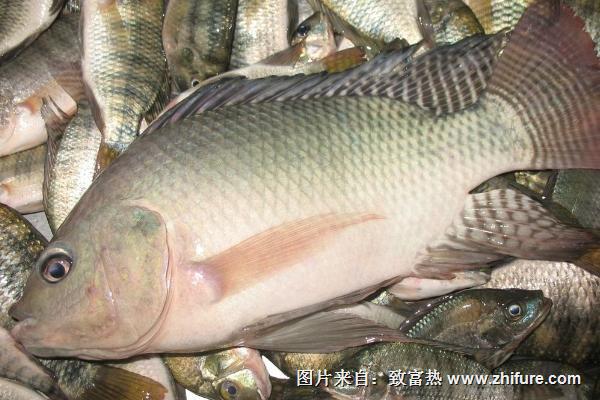 羅非魚的營養價值