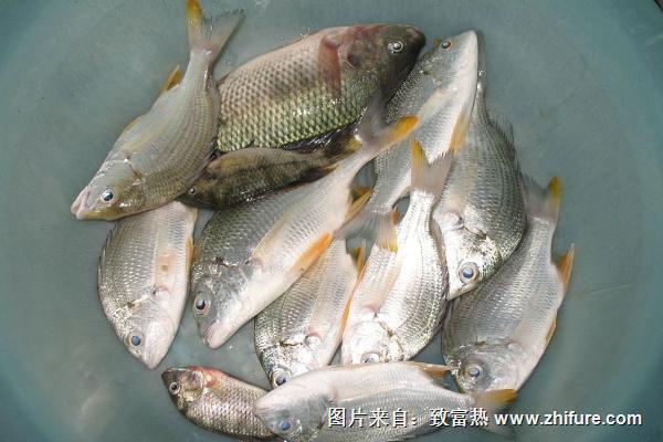 羅非魚的功效與作用