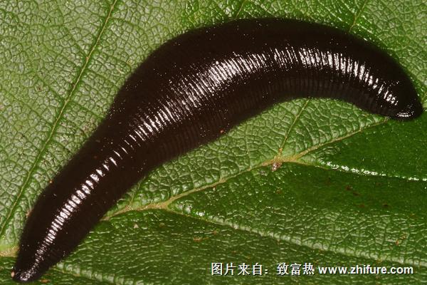 螞蝗怎么殺死？