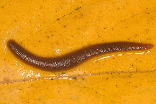 螞蝗怎么殺死？