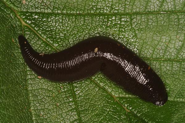 螞蝗怎么殺死？