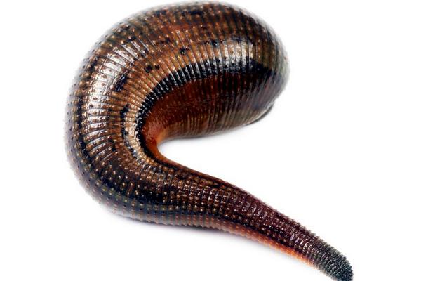 螞蝗怎么殺死？