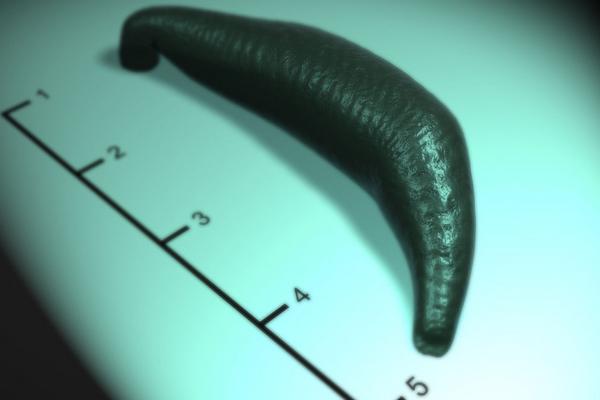 螞蝗怎么殺死？