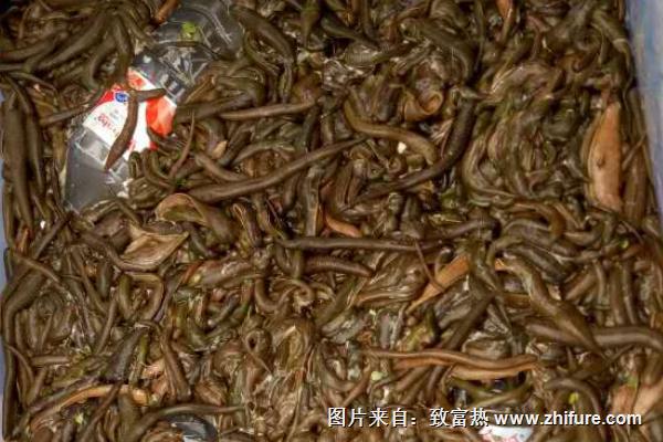 螞蟥最怕什么？