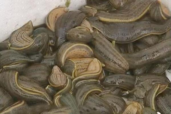 螞蟥最怕什么？