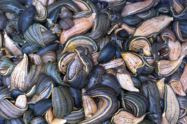 螞蟥最怕什么？