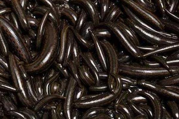 螞蝗怎么殺死？