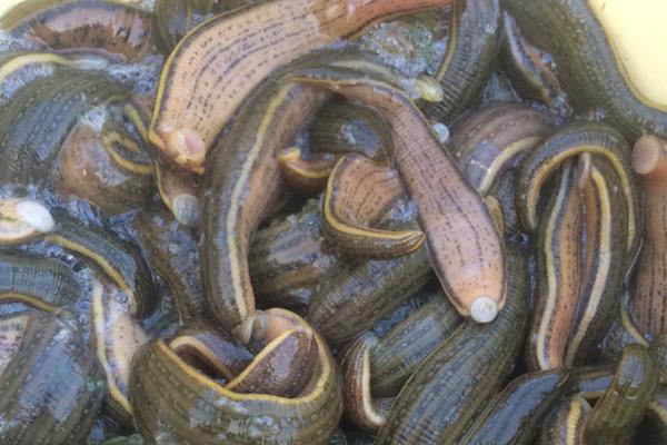 螞蟥最怕什么？