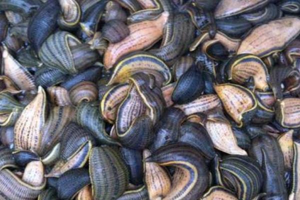 螞蝗怎么殺死？