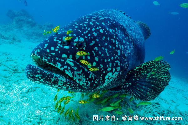 石斑魚有毒嗎？