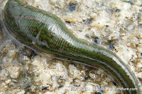 水蛭的功效與作用及禁忌