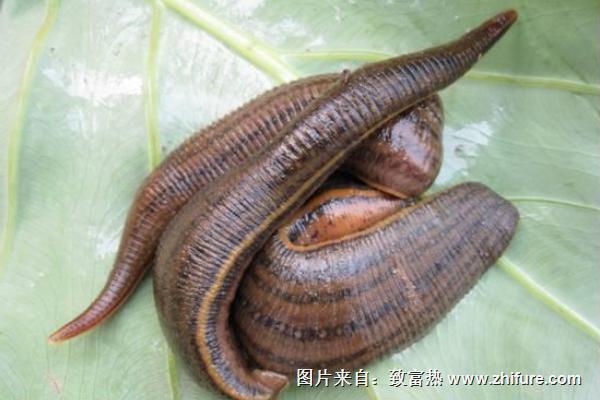 水蛭市場價格多少錢一斤？