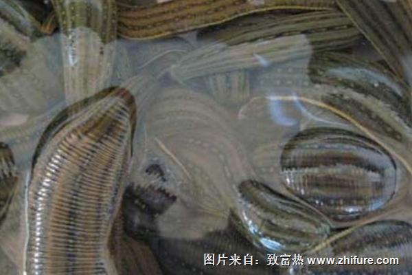 水蛭網箱養殖技術