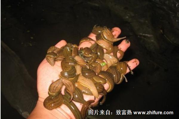 養水蛭上當是怎么回事？