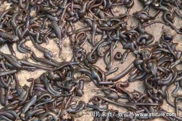 螞蟥會(huì)鉆進(jìn)肉里嗎？