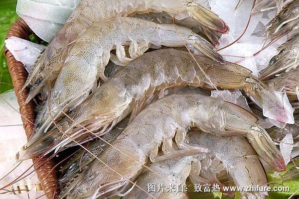 凍大蝦怎么做好吃？