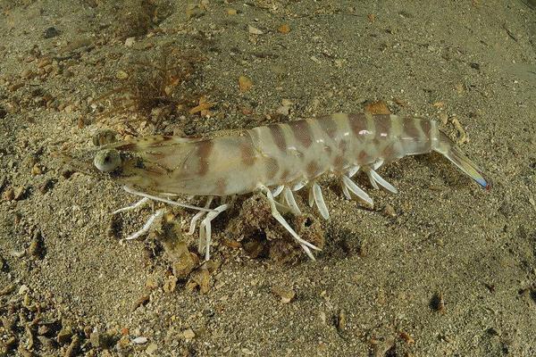 對蝦為什么叫對蝦?