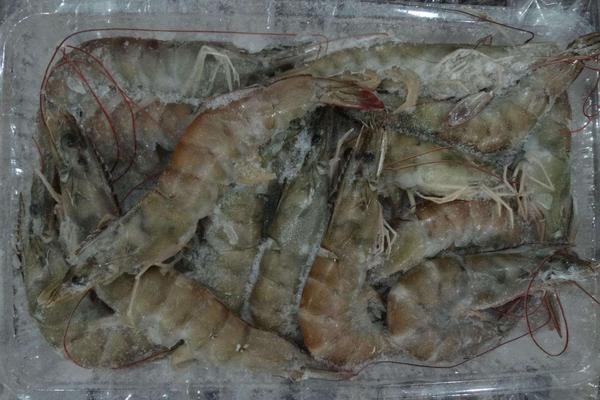 對蝦為什么叫對蝦?