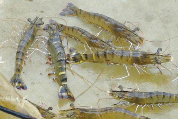 對蝦為什么叫對蝦?