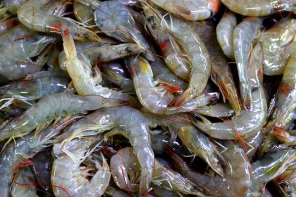 番茄燜大蝦的做法大全