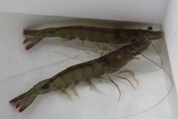 南美白對蝦多少錢一斤?